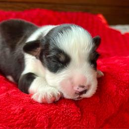 Ricky - Black tri-color male Australian Shepherd puppy in Loda, Illinois from Pilcher Farms