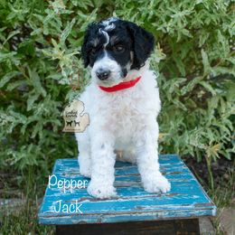 Poodle Puppies from Kindred Kennels