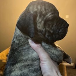 Siete - Silver male Perro de Presa Canario puppy in Lenexa, Kansas from Medianoche GatoPerros