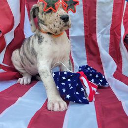 Cedar - Merle Great Dane puppy in Monroe County, Pennsylvania from Poke-A-Nose Danes
