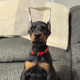 Red Collar - Black and rust male Doberman Pinscher puppy in Lake City, Florida from Paintedcrazy Doberman Pinchers