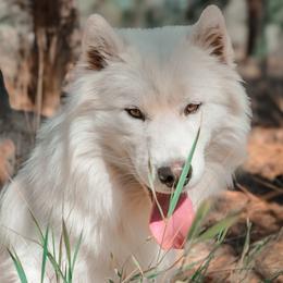 Prosecco - Siberian Husky