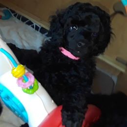 Poodle Puppies from Serendipite Poodles