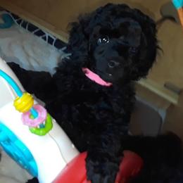 Poodle Puppies from Serendipite Poodles