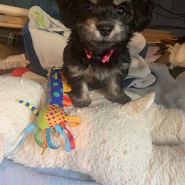 Bouvier des Flandres and Havanese Puppies from Beulah Bouviers and Havanese