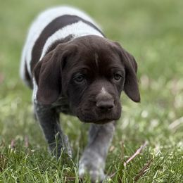 Boy 5 - Liver and white male German Shorthaired Pointer puppy in Laurel, Montana from Upland Points Gun Dogs