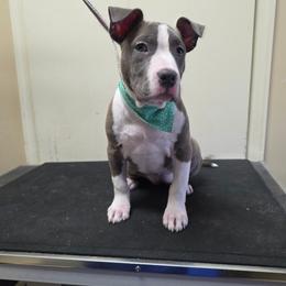 Girl 3 - Blue female American Staffordshire Terrier puppy in Lawrenceville, Georgia from Celtic Amstaffs