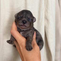 Olive - Merle female Goldendoodle puppy in Millville, California from Hope Lane Kennels