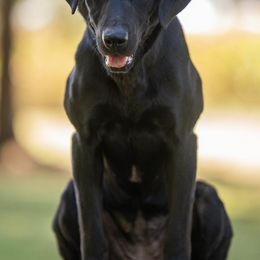 Labrador Retrievers from Precision Gun Dogs