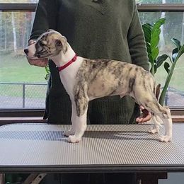 Swift's Worth My Weight In Gold - White and fawn brindle Whippet puppy in Duluth, Minnesota from Swift Whippets