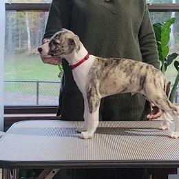 Swift's Worth My Weight In Gold - White and fawn brindle Whippet puppy in Duluth, Minnesota from Swift Whippets