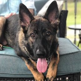 German Shepherds from Noble K-9