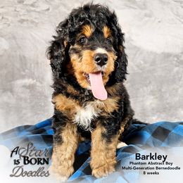 Bernedoodle Puppies from A Star is Born Doodles