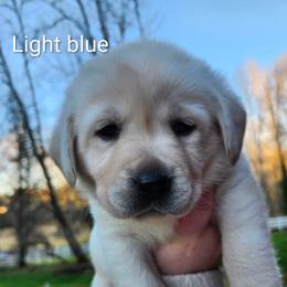 Light Blue collar - Yellow male Labrador Retriever puppy in Mossyrock, Washington from White River Labradors
