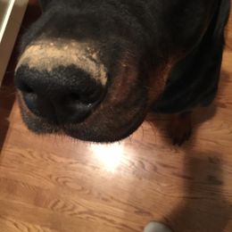 Rottweiler All Grown Up from Sweetgum Farm