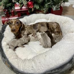 Dachshund Puppies from Honey Creek Doxies
