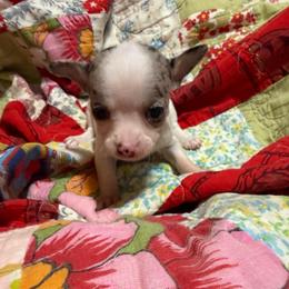Faith - Merle female Chihuahua puppy in Pounding  Mill, Virginia from Rosa's Chihuahuas