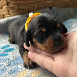CKC Boy 2 Yellow - Black and tan male Dachshund puppy in Grand Valley, Pennsylvania from Dachshunds on the Hill
