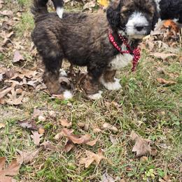 Bernedoodle and Goldendoodle Puppies from Granton Creek