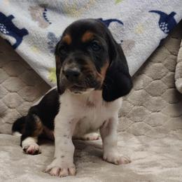 Jackson - Black brown and white male Basset Hound puppy in Newton Grove, North Carolina from MGA Basset Hound