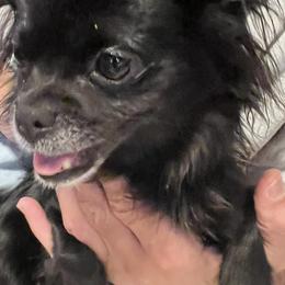 Chihuahuas from JK Chihuahua
