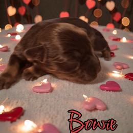 Bowie - Liver male Miniature Schnauzer puppy in Clemmons, North Carolina from Schnauzer Snobs
