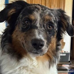 Jireh - Blue merle female Australian Shepherd puppy in Amarillo, Texas from 6J Aussies Australian Shepherds