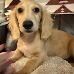 Remi - Cream male Dachshund puppy in Keota, Oklahoma from Skyview Doxie Ranch
