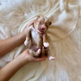 Muffin girl - Apricot female Goldendoodle puppy in Rio Linda, California from Plush Doodles