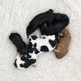 Sofia - Black female Poodle puppy in Lancaster, Missouri from Cavapoo Acres