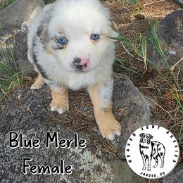 Hanni - Blue merle female Miniature Australian Shepherd puppy in Jaroso, Colorado from Heaven Sent Aussies