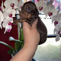 Jesse James - Chocolate male Dachshund puppy in Deming, New Mexico from FoxieDoxies of New Mexico