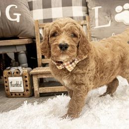 Goldendoodle Puppies from Best Doodles