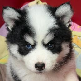 Diesel - Black and white male Pomsky puppy in Mc Minnville, Oregon from West Coast Pomskies