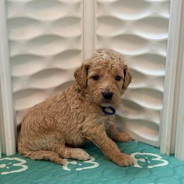 Jo Jo - Cream male Goldendoodle puppy in Houston, Texas from Were The Mack'Doodles