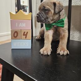 Cane Corso Puppies from Carrie Brown's Cane Corsos