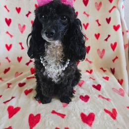 Gracie - Poodle