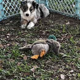 Boy 3 - Blue merle male Australian Shepherd puppy in Lakeland, Florida from Infinite Aussies