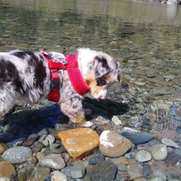Australian Shepherd and Miniature Australian Shepherd Puppies from Grayback Aussies