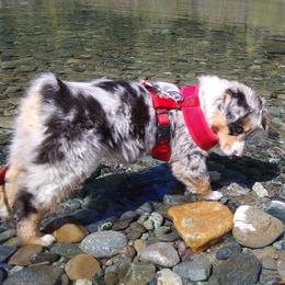 Australian Shepherd and Miniature Australian Shepherd Puppies from Grayback Aussies