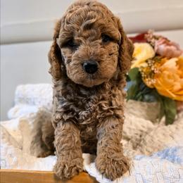 Beau - Apricot male Cavapoo puppy in Gunnison, Utah from Curls and Camo Pups