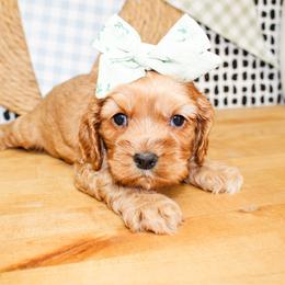 Lila - Red female Cocker Spaniel puppy in Rattan, Oklahoma from Double M Cocker Spaniels
