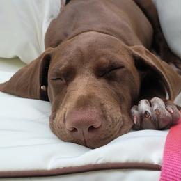 German Shorthaired Pointer Puppies from Nash Kennels