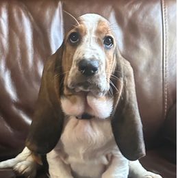 Girl 1 - Black brown and white Basset Hound puppy in Columbia, South Carolina from Pawmetto Hounds