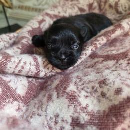 Bear - Black male Mi-Ki puppy in San Francisco, California from Moonstone miki's