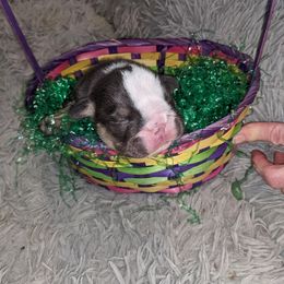 Boxer puppies from Perry Hill Bullies