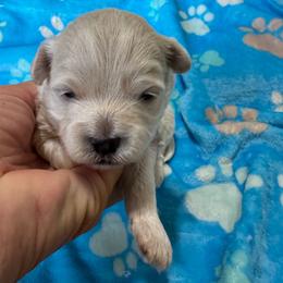 Boy 2 - Cream male Havapoo puppy in Cedar Springs, Michigan from Pridespoodles