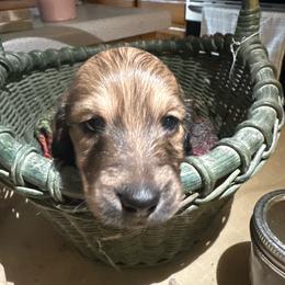Maverick - Cream male Dachshund puppy in Cabool, Missouri from Cedar Creek Doxies