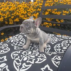 Thor - Tricolors male French Bulldog puppy in Bethlehem, Pennsylvania from NeighborHood Frenchies