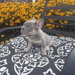 Thor - Tricolors male French Bulldog puppy in Bethlehem, Pennsylvania from NeighborHood Frenchies